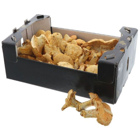 CHAMPIGNON PIED DE MOUTON 1KG